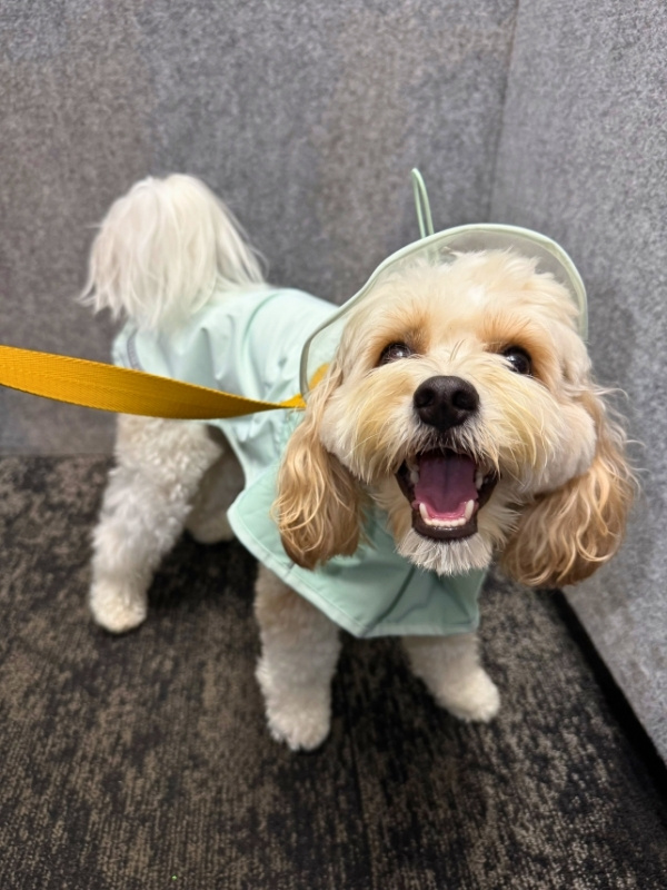 合羽を着た愛犬の写真