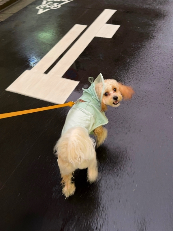 散歩中の愛犬の写真