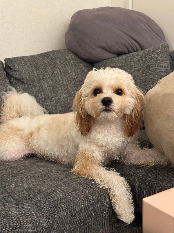 ソファでくつろぐ愛犬の写真