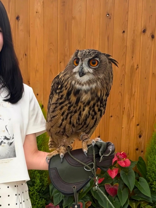 手袋の上にフクロウがとまっている写真