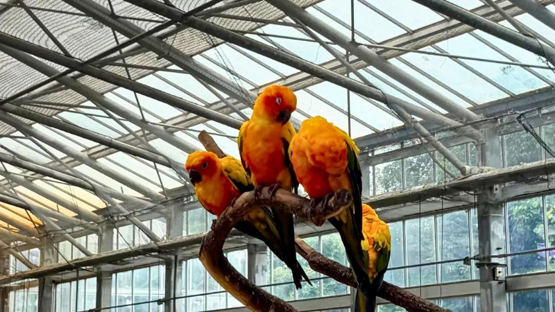 木にとまる3羽の鳥の写真