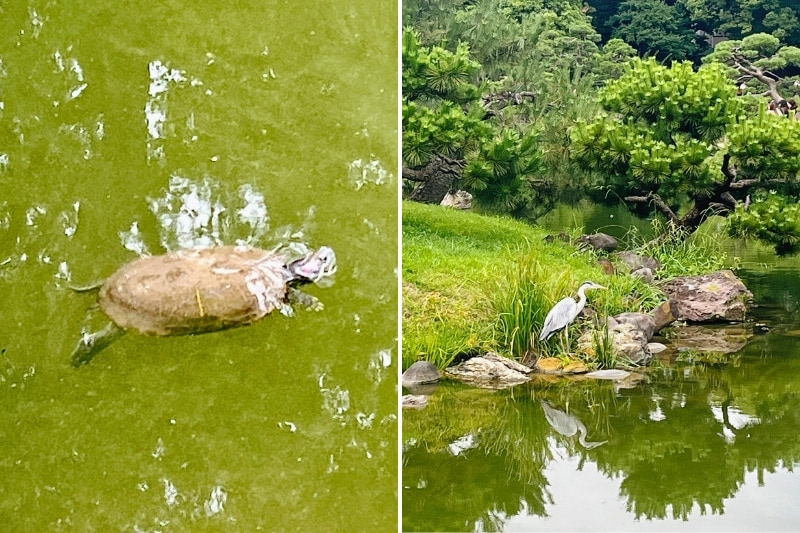 泳ぐ亀と水辺にたたずむ鳥の写真