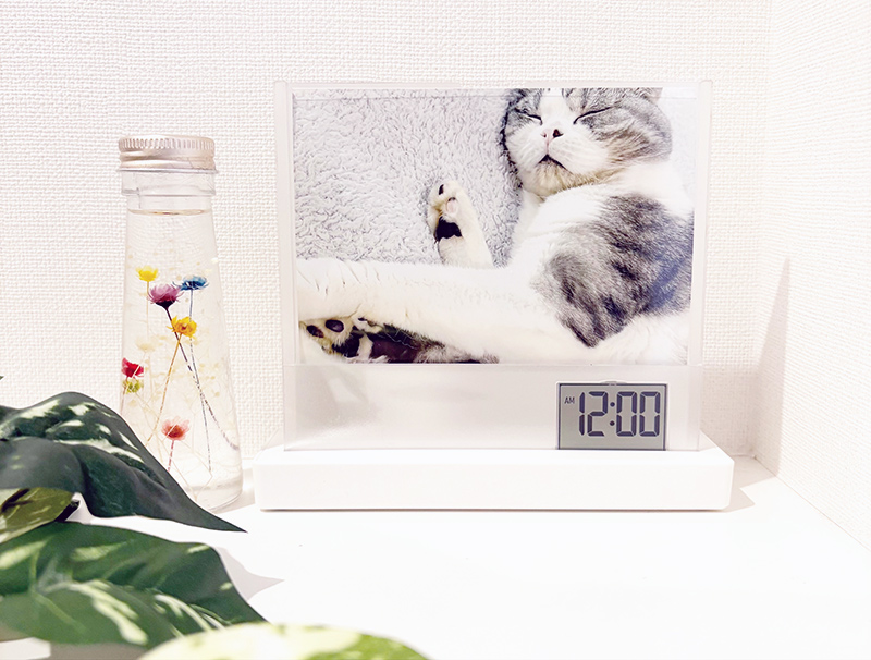 愛猫の写真