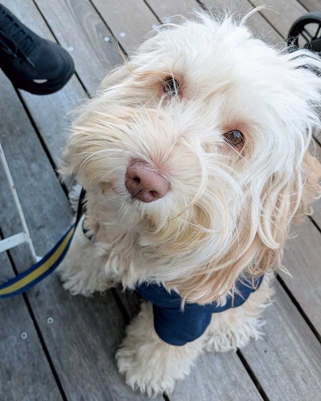 高峯寿美さん 愛犬
