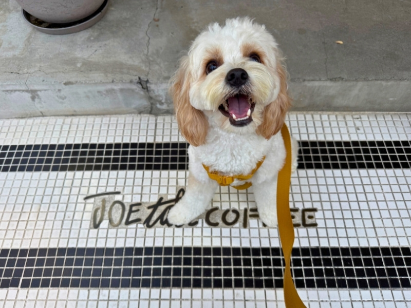 お店のロゴと愛犬の写真