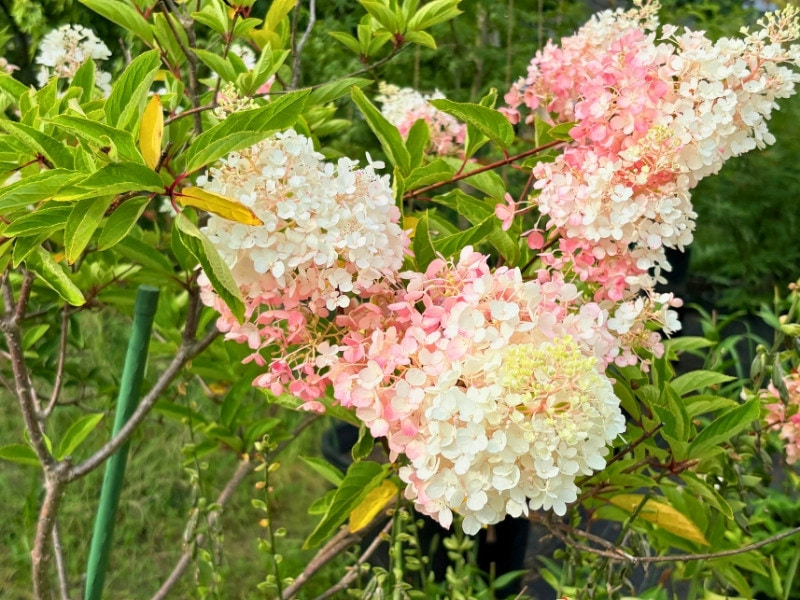 花の写真