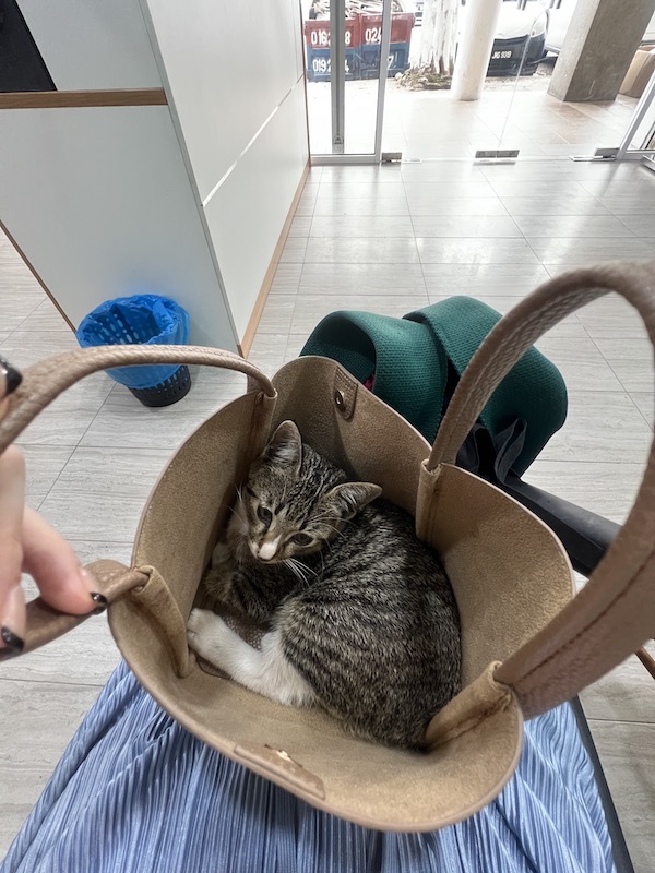 保護猫との出会い