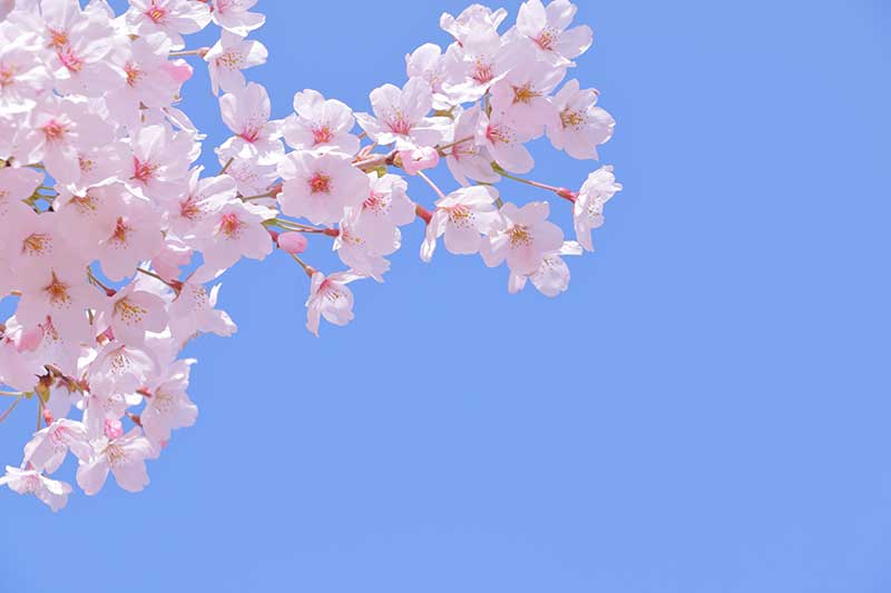 満開の桜
