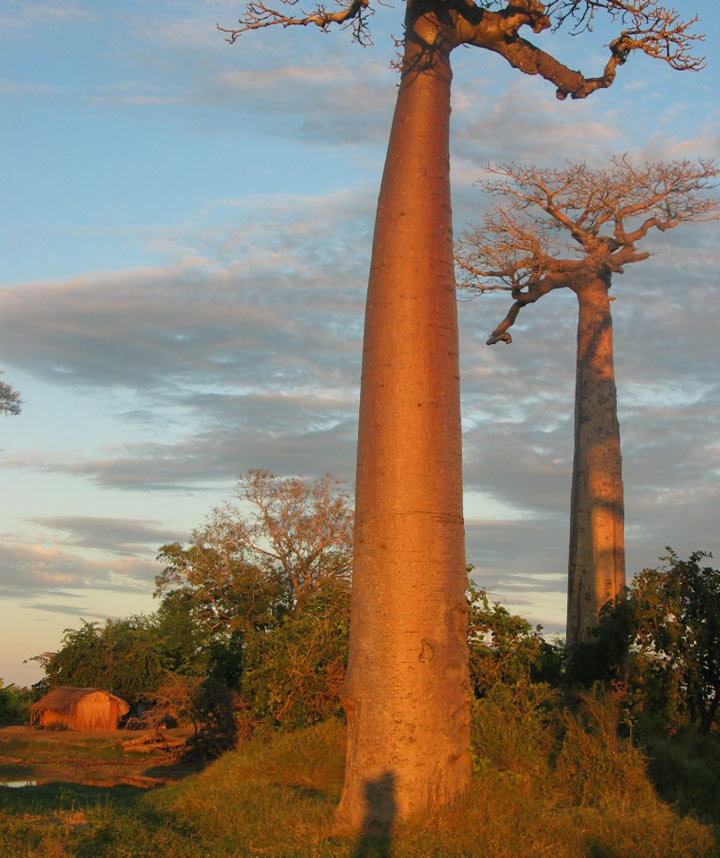 山下マヌー　マダガスカル　バオバブの木